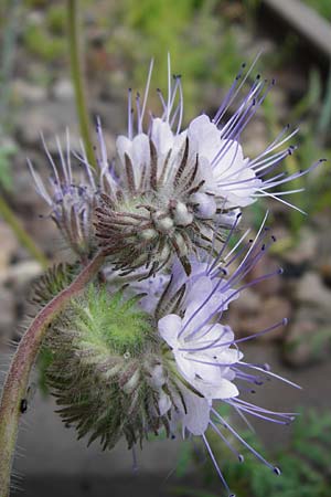 Phacelia tanacetifolia \ Bschelschn, Bienenfreund / Phacelia, D Mannheim 13.5.2015