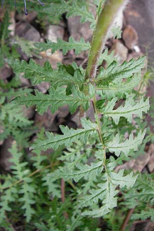 Phacelia tanacetifolia \ Bschelschn, Bienenfreund / Phacelia, D Mannheim 13.5.2015