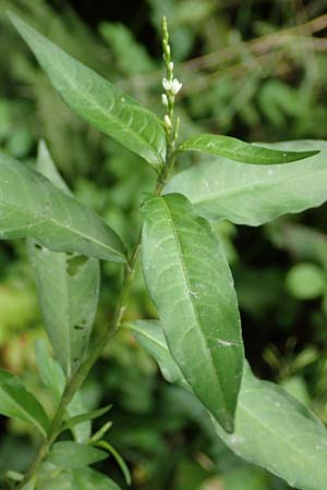 Persicaria mitis \ Milder Knterich / Water-Pepper, D Wald-Erlenbach 30.7.2016