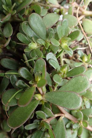 Portulaca granulatostellulata \ Granuliertsterniger Portulak / Granulate-Stellate Purslane, D Schwetzingen 3.9.2018