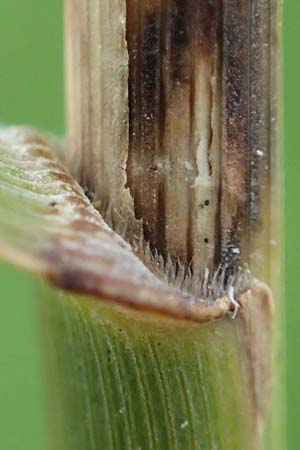 Phragmites australis \ Schilf / Common Reed, D Rüsselsheim 5.10.2019