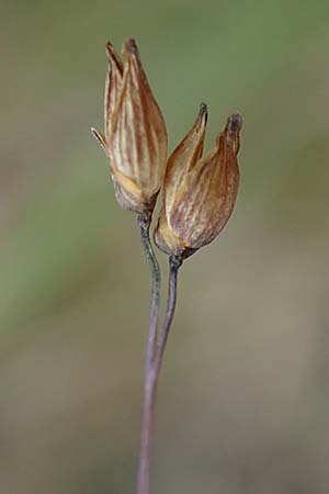 Panicum miliaceum subsp. ruderale \ Unkraut-Rispen-Hirse / Blackseeded Proso Millet, Broomcorn Millet, D Brühl bei/near Mannheim 20.10.2022
