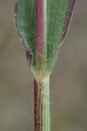 Panicum miliaceum subsp. ruderale \ Unkraut-Rispen-Hirse / Blackseeded Proso Millet, Broomcorn Millet, D Brühl bei/near Mannheim 20.10.2022