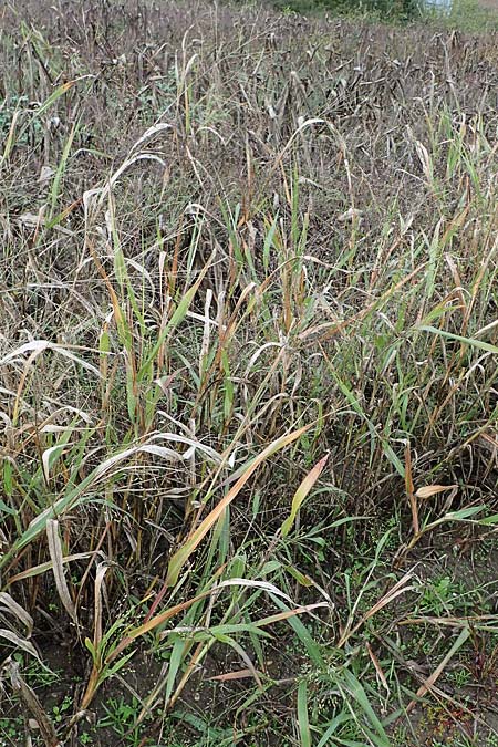 Panicum miliaceum subsp. ruderale \ Unkraut-Rispen-Hirse / Blackseeded Proso Millet, Broomcorn Millet, D Brühl bei/near Mannheim 21.10.2022