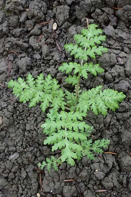 Phacelia tanacetifolia \ Bschelschn, Bienenfreund / Phacelia, D Mannheim 3.11.2025