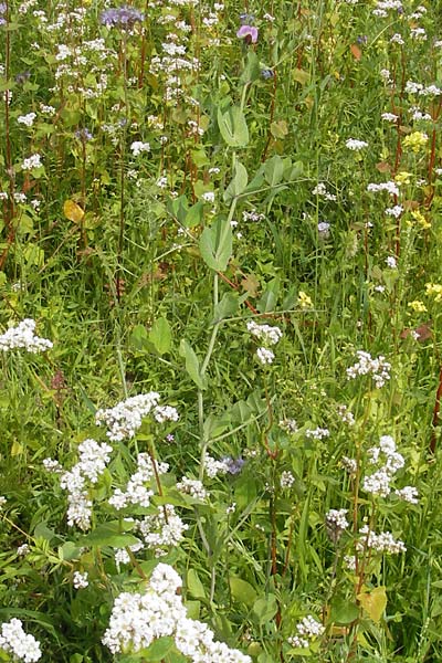 Lathyrus oleraceus subsp. biflorus \ Wilde Erbse, Feld-Erbse / Field Pea, D Waghäusel 24.6.2012