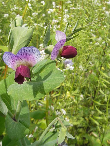 Lathyrus oleraceus subsp. biflorus \ Wilde Erbse, Feld-Erbse / Field Pea, D Waghäusel 24.6.2012
