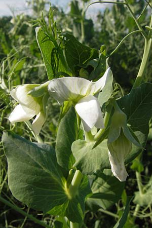 Lathyrus oleraceus var. oleraceus \ Garten-Erbse, D Eppingen 13.6.2013