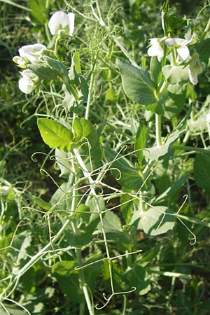 Lathyrus oleraceus var. oleraceus \ Garten-Erbse, D Eppingen 13.6.2013