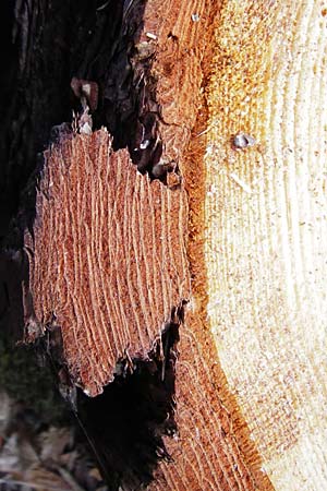 Pinus sylvestris \ Wald-Kiefer, Fhre / Scot's Pine, D Mannheim 8.3.2015