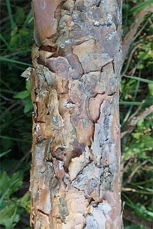 Pinus sylvestris \ Wald-Kiefer, Fhre / Scot's Pine, D Herborn 21.5.2018