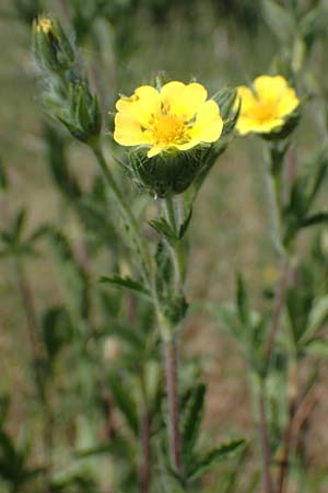 Potentilla inclinata \ Graues Fingerkraut, D Viernheim 5.6.2023