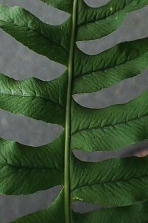 Polypodium interjectum \ Ges�gter T�pfelfarn / Intermediate Polypody, D Heidelberg 29.8.2026