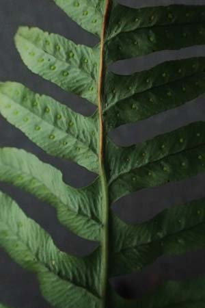 Polypodium interjectum \ Ges�gter T�pfelfarn / Intermediate Polypody, D Heidelberg 29.8.2026