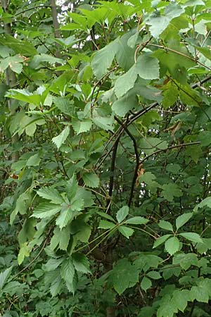 Parthenocissus inserta \ Wilder Wein / False Virginia Creeper, D K&ouml;ln 30.8.2026