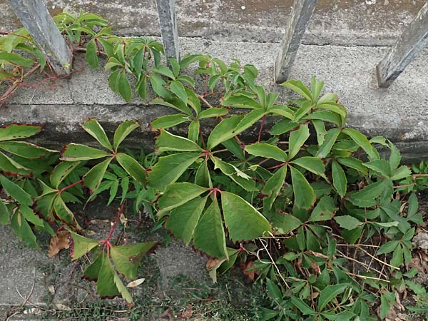 Parthenocissus inserta \ Wilder Wein / False Virginia Creeper, D Mannheim 13.9.2026