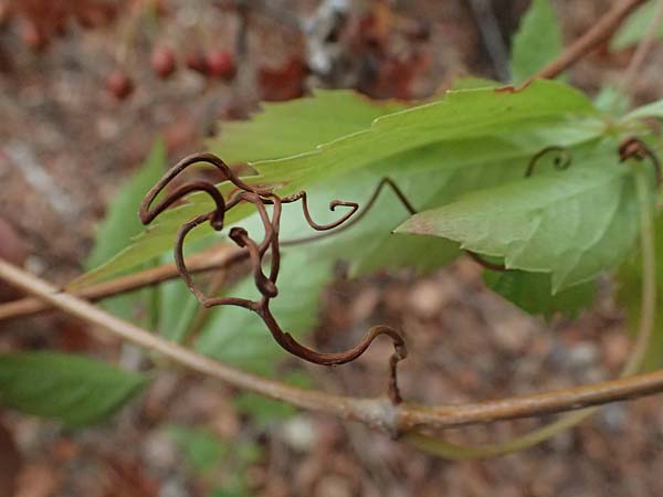 Parthenocissus inserta \ Wilder Wein / False Virginia Creeper, D Mannheim 14.9.2026