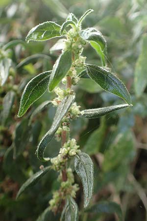 Parietaria judaica \ stiges Glaskraut, Mauer-Glaskraut / Pellitory-of-the-Wall, D Mannheim 24.10.2019