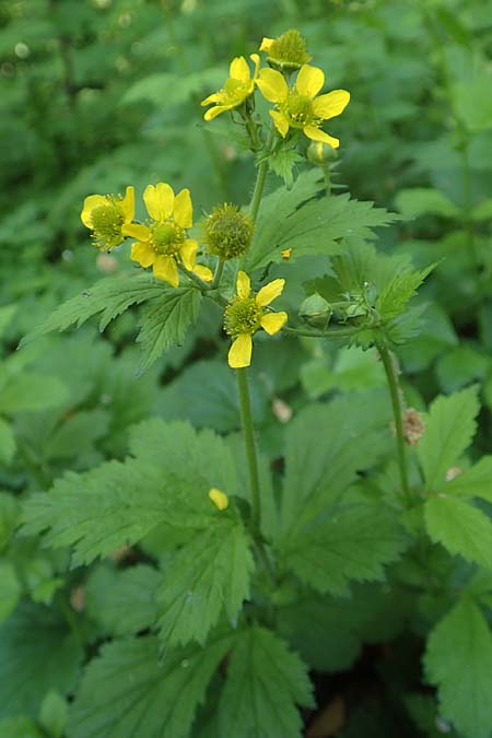 Geum japonicum \ Japanische Nelkenwurz / Japanese Avens, D Weinheim an der Bergstraße 7.5.2020