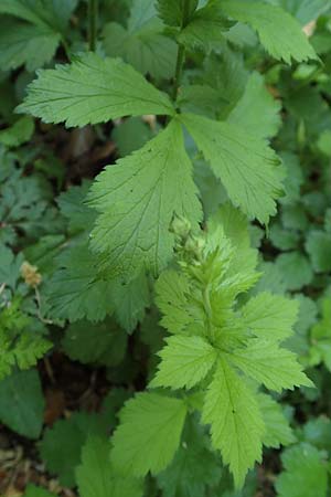 Geum japonicum \ Japanische Nelkenwurz / Japanese Avens, D Weinheim an der Bergstraße 7.5.2020