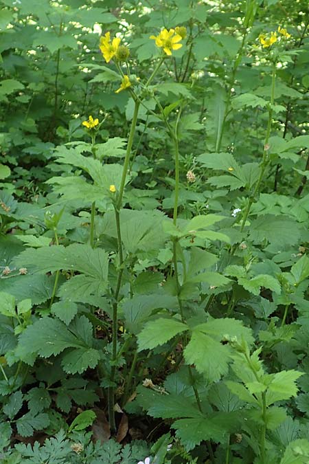 Geum japonicum \ Japanische Nelkenwurz / Japanese Avens, D Weinheim an der Bergstraße 7.5.2020