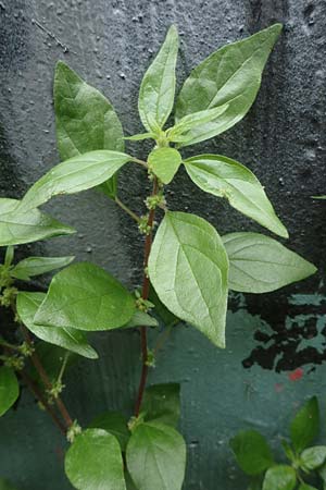 Parietaria judaica \ stiges Glaskraut, Mauer-Glaskraut / Pellitory-of-the-Wall, D Mannheim 22.5.2021