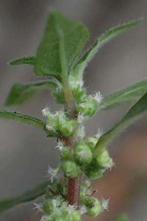 Parietaria judaica \ �stiges Glaskraut, Mauer-Glaskraut / Pellitory-of-the-Wall, D Heidelberg 29.8.2026
