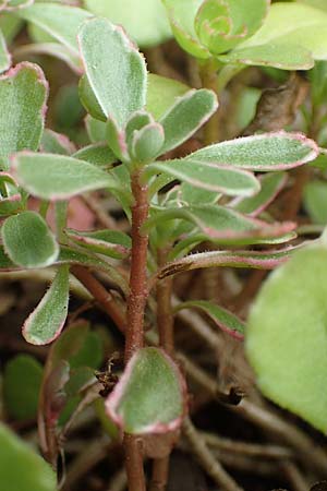 Sedum kamtschaticum \ Kamtschatka-Fetthenne / Kamchatka Stonecrop, D Aachen-Haaren 13.6.2018