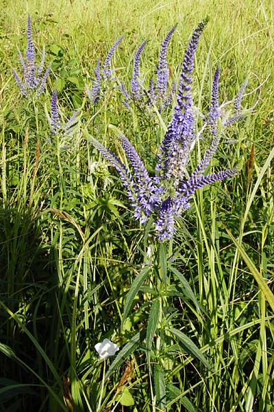 Veronica longifolia \ Langblttriger Blauweiderich, Langblttriger Ehrenpreis / Longleaf Speedwell, D Groß-Gerau 25.6.2015