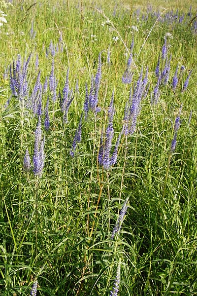 Veronica longifolia \ Langblttriger Blauweiderich, Langblttriger Ehrenpreis / Longleaf Speedwell, D Groß-Gerau 25.6.2015