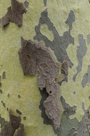 Platanus x hispanica \ Bastard-Platane / London Plane-Tree, D Mannheim 16.7.2017