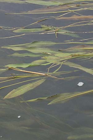Potamogeton lucens \ Glnzendes Laichkraut / Shining Pontweed, D Weißenthurm-Kaltenengers 27.9.2017