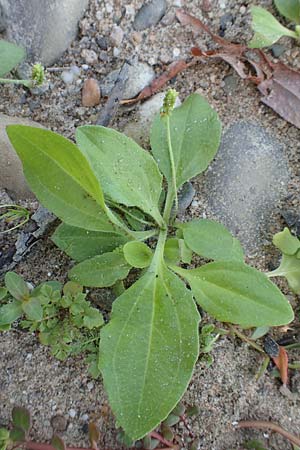 Plantago major subsp. intermedia \ Vielsamiger Breit-Wegerich / Many-Seeded Plantain, D Köln-Zündorf 22.8.2018