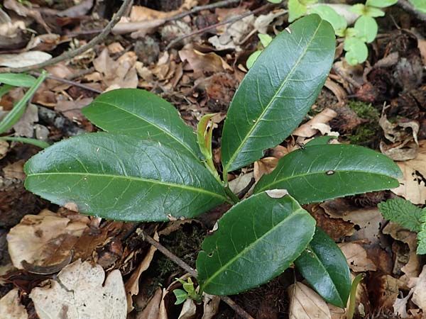 Prunus laurocerasus \ Kirsch-Lorbeer, Lorbeerkirsche / Cherry Laurel, D Odenwald, Bärsbach 12.5.2021