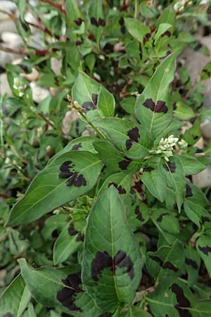 Persicaria lapathifolia / Pale Persicaria, D Mannheim 29.6.2026