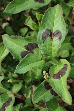 Persicaria lapathifolia / Pale Persicaria, D Mannheim 29.6.2026
