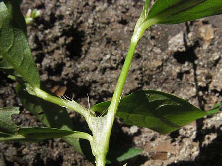 Persicaria mitis \ Milder Knterich / Water-Pepper, D Hambrücken 5.8.2007