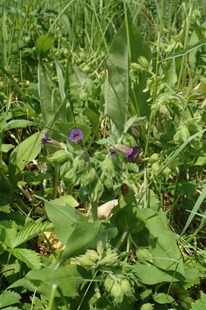 Pulmonaria mollis \ Weiches Lungenkraut / Soft Lungwort, D Gochsheim 17.5.2018