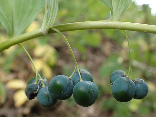 Polygonatum multiflorum \ Vielbltiges Salomonssiegel, Vielbltige Weiwurz / Solomon's Seal, D Schwarzwald/Black-Forest, Gengenbach 3.7.2018
