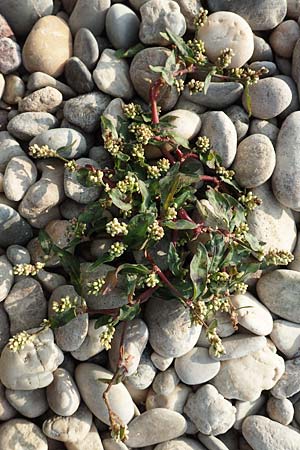 Persicaria maculosa \ Floh-Knterich / Redshank, D Pfalz, Speyer 19.10.2018