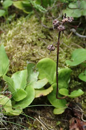 Pyrola media \ Mittleres Wintergrn / Intermediate Wintergreen, D Rosenthal 15.6.2019