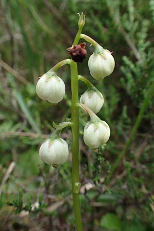 Pyrola media \ Mittleres Wintergrn / Intermediate Wintergreen, D Rosenthal 15.6.2019