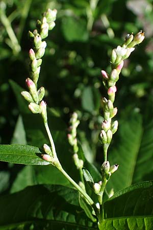 Persicaria mitis \ Milder Knterich / Water-Pepper, D Aachen 20.8.2022