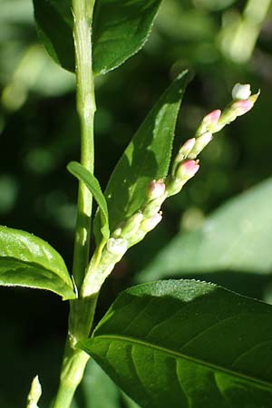 Persicaria mitis \ Milder Knterich / Water-Pepper, D Aachen 20.8.2022