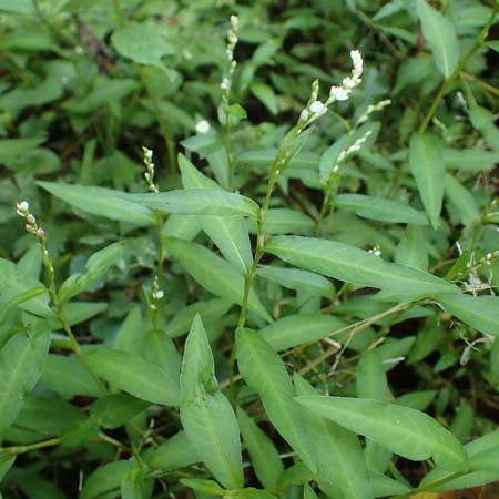 Persicaria mitis \ Milder Knterich / Water-Pepper, D Aachen 20.8.2022