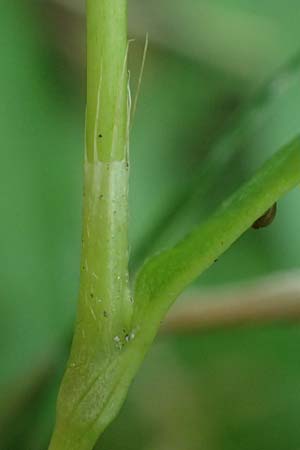 Persicaria mitis \ Milder Knterich / Water-Pepper, D Aachen 20.8.2022