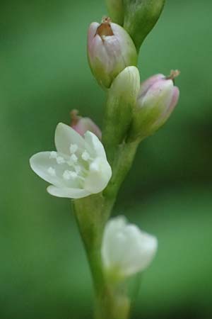 Persicaria mitis \ Milder Knterich / Water-Pepper, D Aachen 20.8.2022