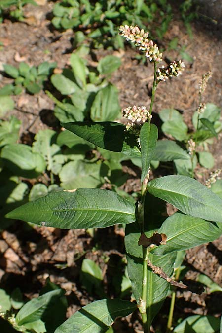 Persicaria maculosa \ Floh-Knterich / Redshank, D Bad Dürkheim 30.8.2022
