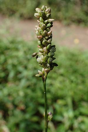 Persicaria maculosa \ Floh-Knterich / Redshank, D Bad Dürkheim 30.8.2022