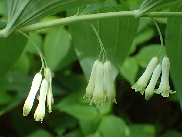 Polygonatum multiflorum \ Vielbltiges Salomonssiegel, Vielbltige Weiwurz / Solomon's Seal, D Zwingenberg an der Bergstraße 4.5.2025